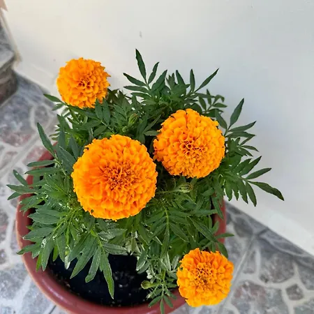 George's & Amalia's Appartments 2 * Afantou