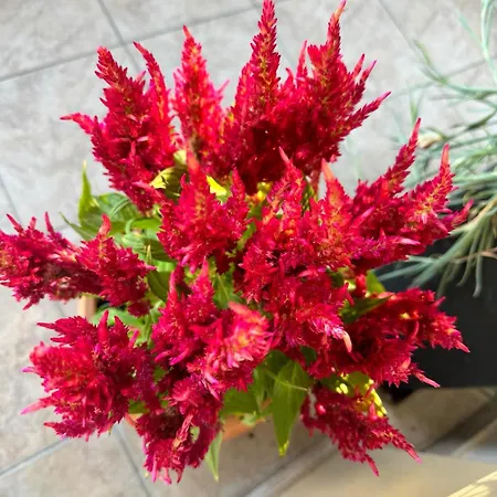 George's & Amalia's Appartments 2 Apartamento *