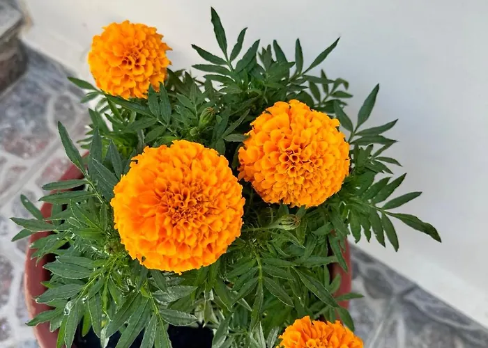 George's & Amalia's Appartments 2 * Afantou