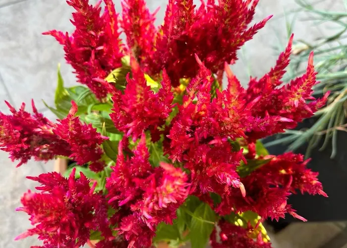 George's & Amalia's Appartments 2 아파트 *